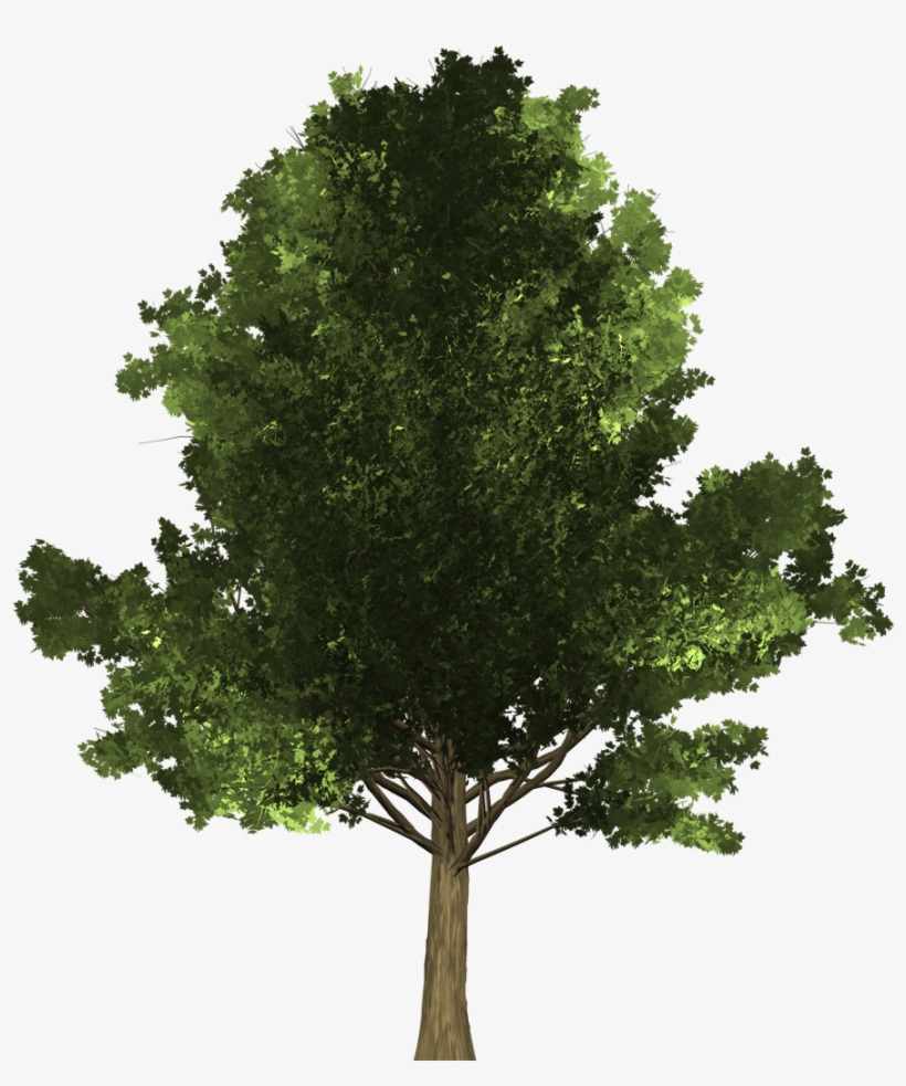 Maple Tree - Arvores Pinheiro Png, transparent png download