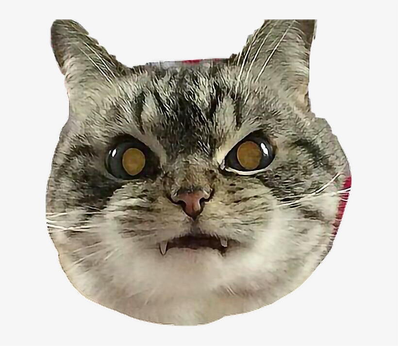 Cat Angry Vampire Catselfie Freetoedit - Cat, transparent png download