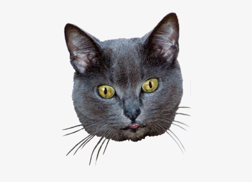 Ultimate Cat - Cat Head Transparent Background, transparent png download