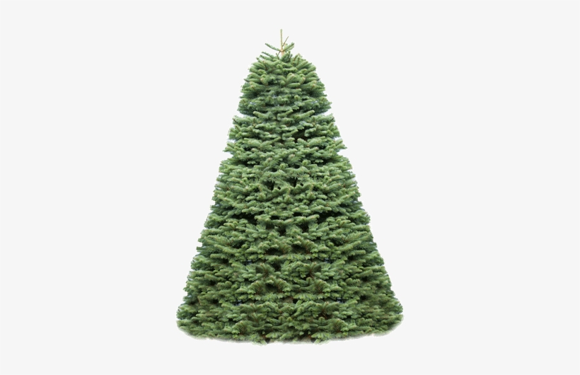 The Needles Of The Noble Fir Are A Bluish Green, With - 5 - 6 Ft. Fresh-cut Great Northwest Noble Fir : Multiple, transparent png download