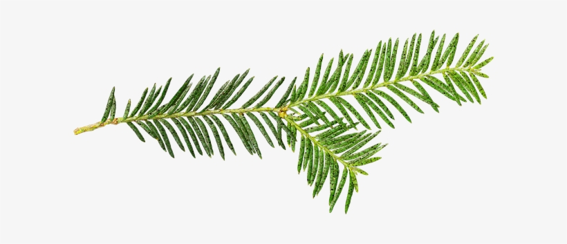 Christmas Tree Pickup - Pine, transparent png download