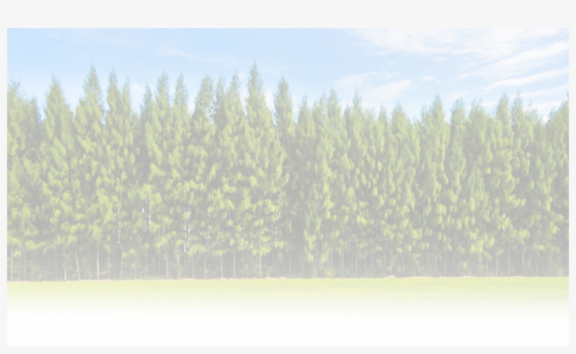 Wpa 360 335 0208 Wpa@westernpallet - Forest, transparent png download