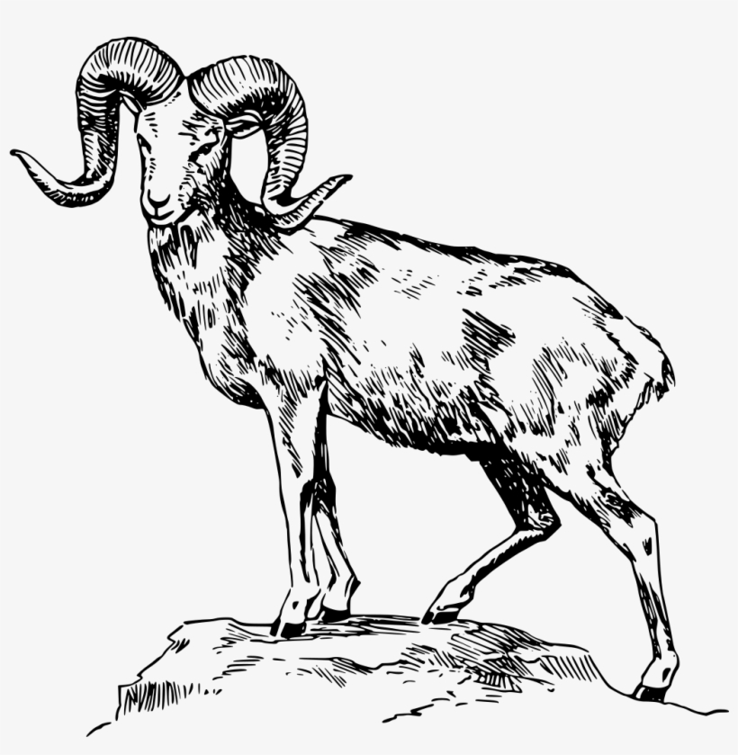 Download Png - Mountain Goat Clipart Black And White, transparent png download