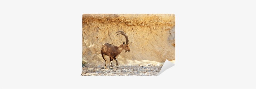 Goat, transparent png download