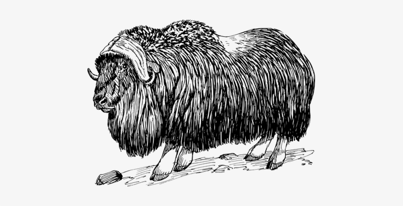 Goat-like, Horns, Billy Goat - Angry - Wild Ox Shangri-la, transparent png download