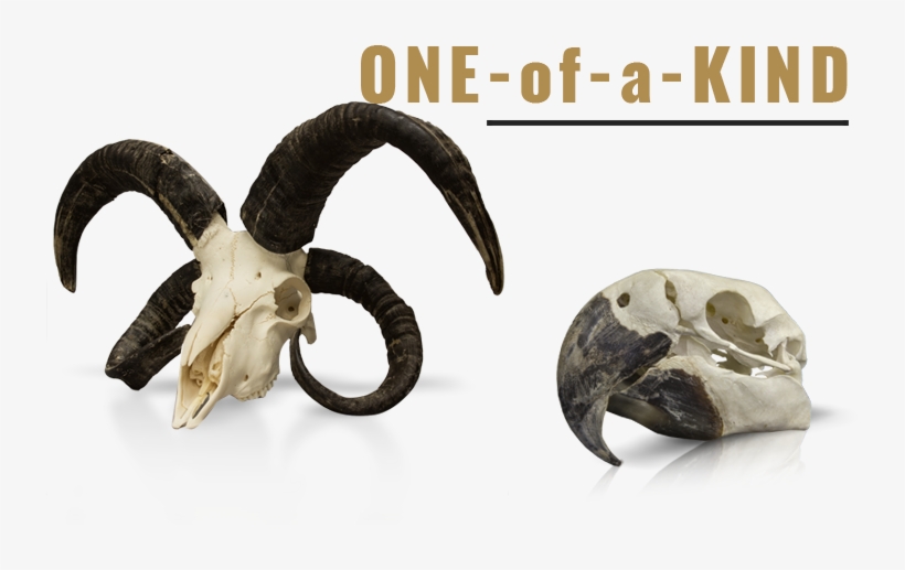 One Of A Kind Products - Horn, transparent png download