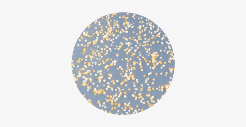 Yeast After Mating Cultivated On The Sc His Plate - Circle, transparent png download