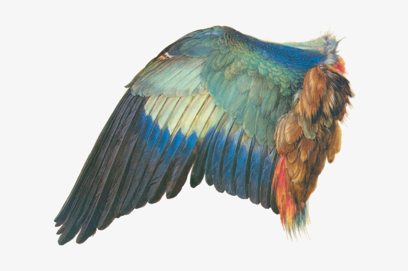Dürer - Wings Of The Bird, transparent png download