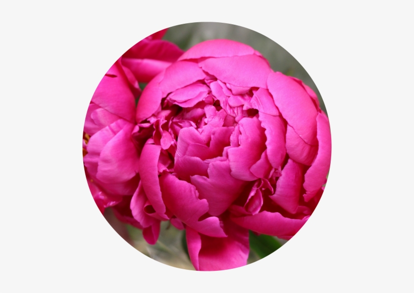Peonies - Common Peony, transparent png download