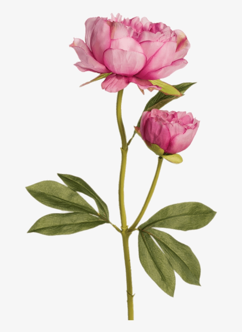 Two Pink Peonies - Flower, transparent png download