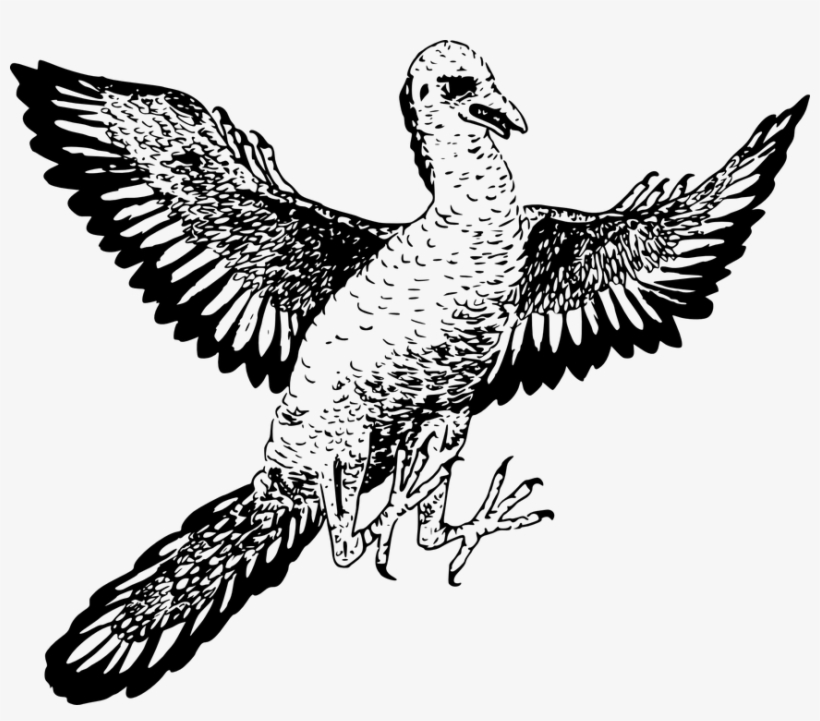 Bird, Wings, Ancient, Extinct, Archaeopteryx, Feathers - Archaeopteryx Clipart, transparent png download