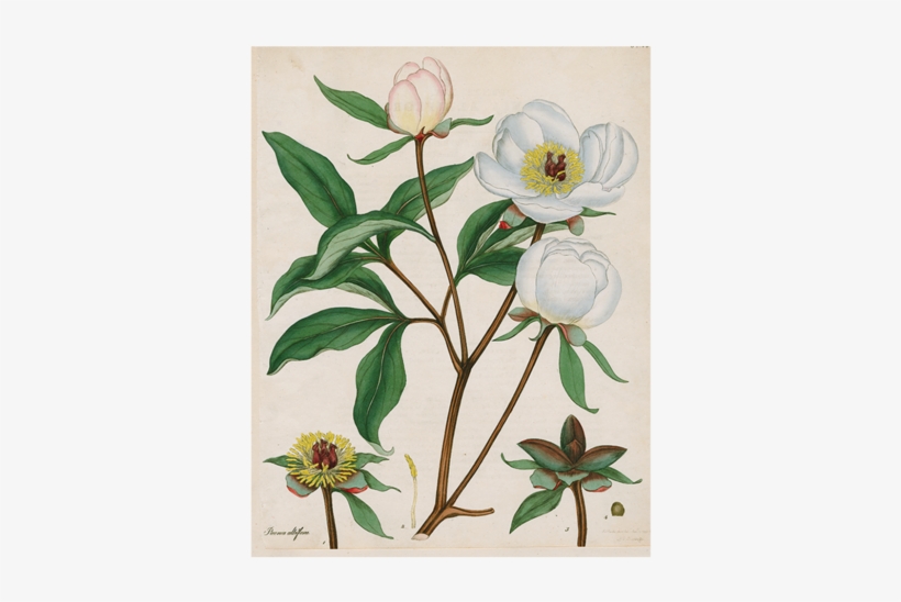 Ariel Paeonia Albiflora Fine Art Print By Henry Andrews, transparent png download