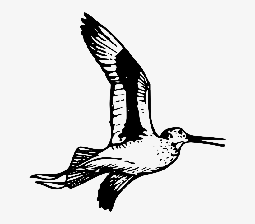 Feather, Bird, Wing, Fly, Animal, Tail, Beak, Wings - Bird, transparent png download