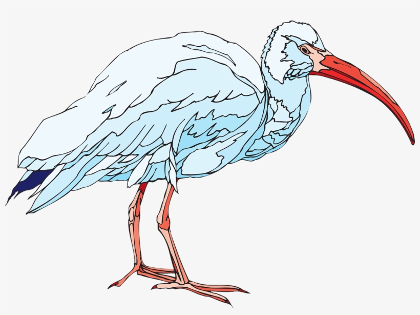 White Bird Wings - Ibis Clipart, transparent png download