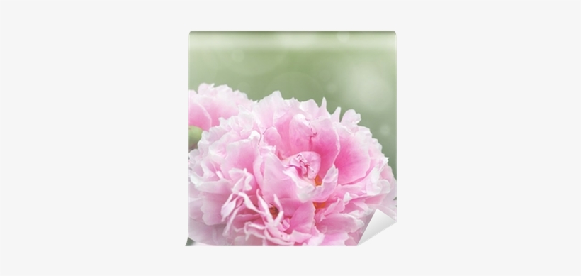 Peony, transparent png download