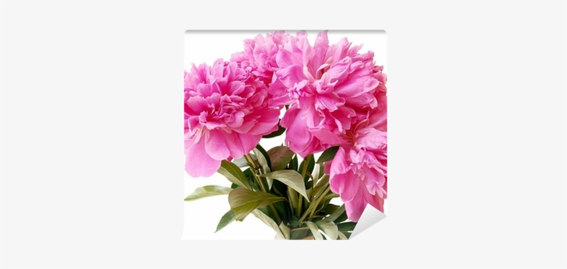 Peony, transparent png download