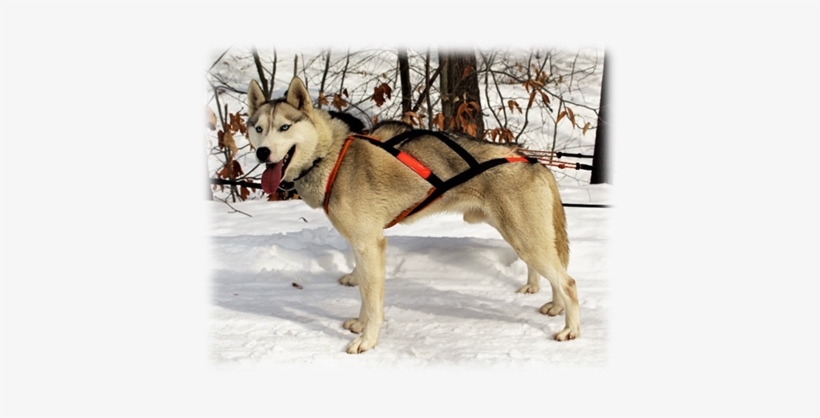 Leader In Training - Sakhalin Husky, transparent png download