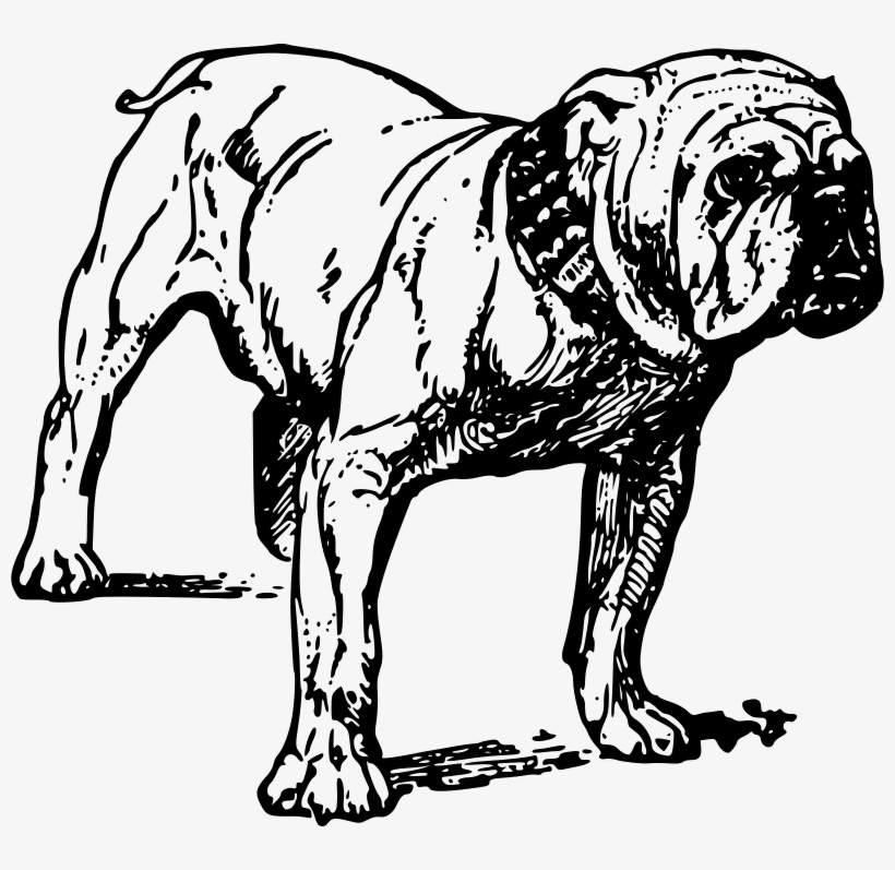 Bulldog Vector, transparent png download
