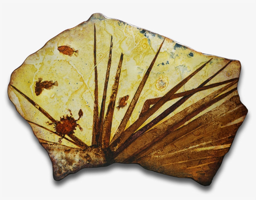 Treasures Of Fossil Lake - Exposures International Gallery, transparent png download