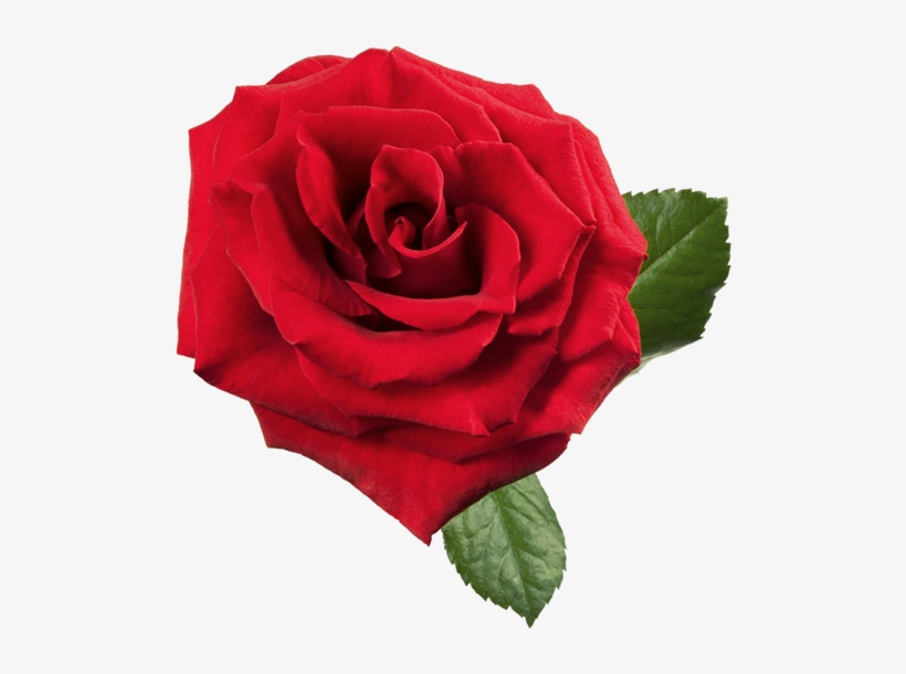 Large Red Rose Png Clipart - Large Red Rose, transparent png download