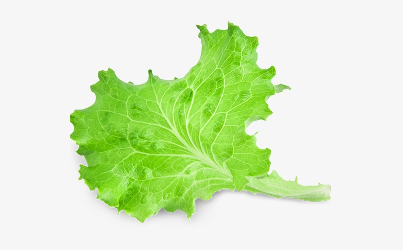 Lettuce Leaf Png - Piece Of Lettuce Transparent, transparent png download