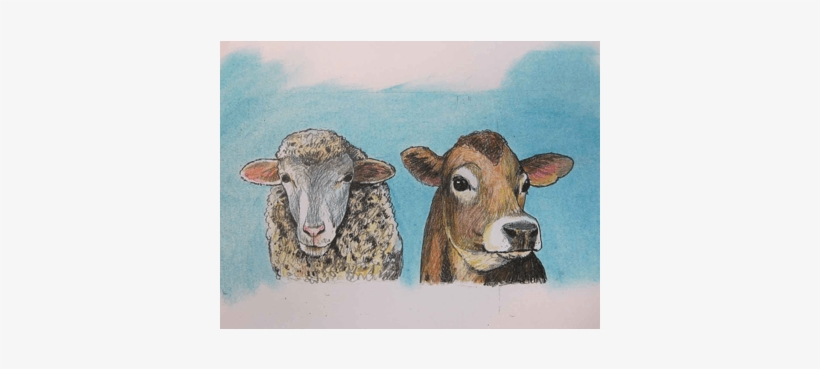 Sheep, transparent png download