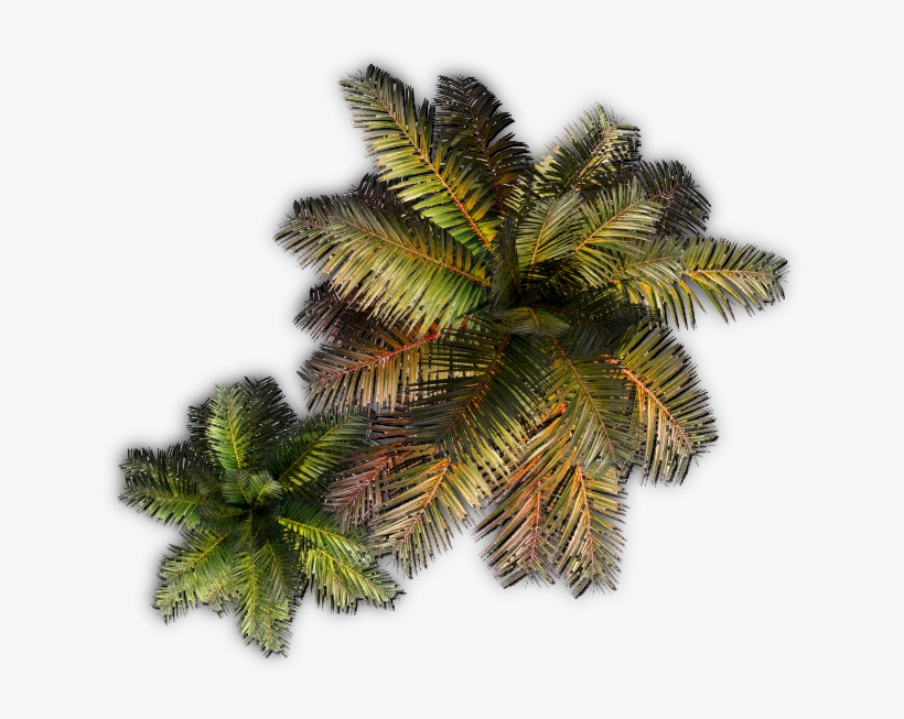 Palm E - Palm Tree Dundjinni, transparent png download