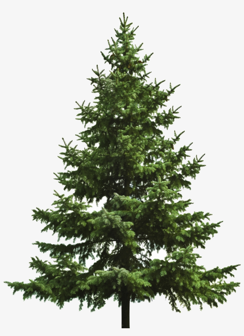 Transparent Tree Spruce Pine Tree Png PNG Image Transparent PNG