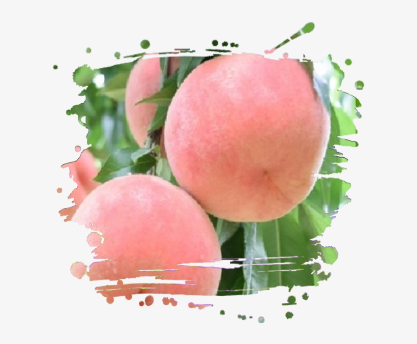 Fruit, transparent png download