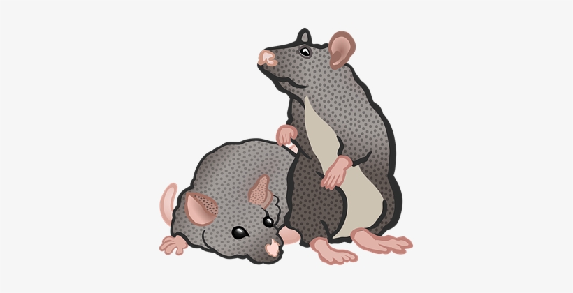 Animal Animals Education Mice Mouse School - Rat, transparent png download