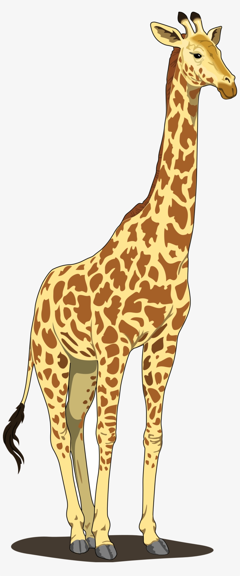 Giraffe - Giraffe Clipart Png, transparent png download