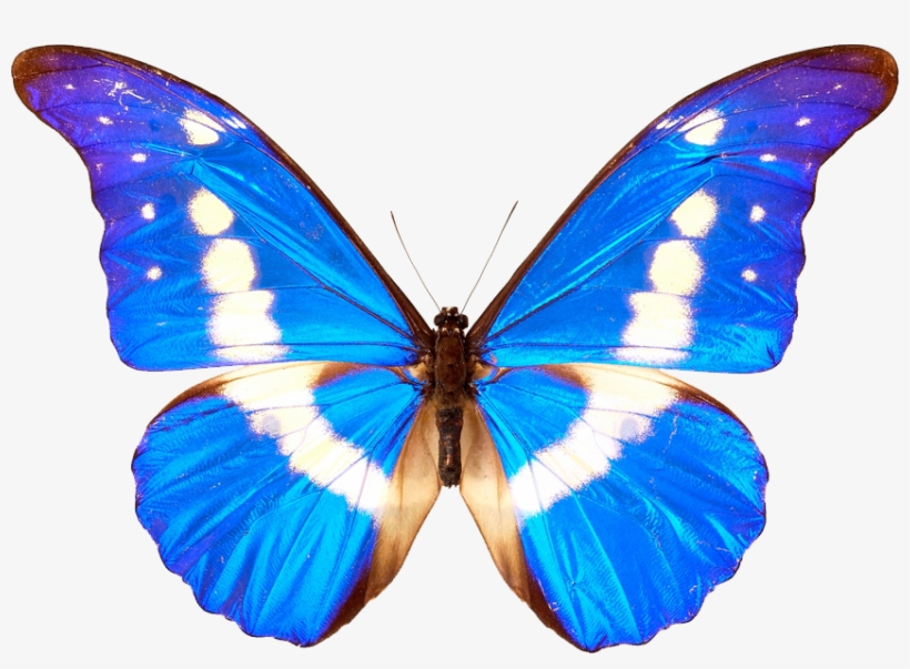 Blue Butterflies Png - Simple Student Ministry, transparent png download