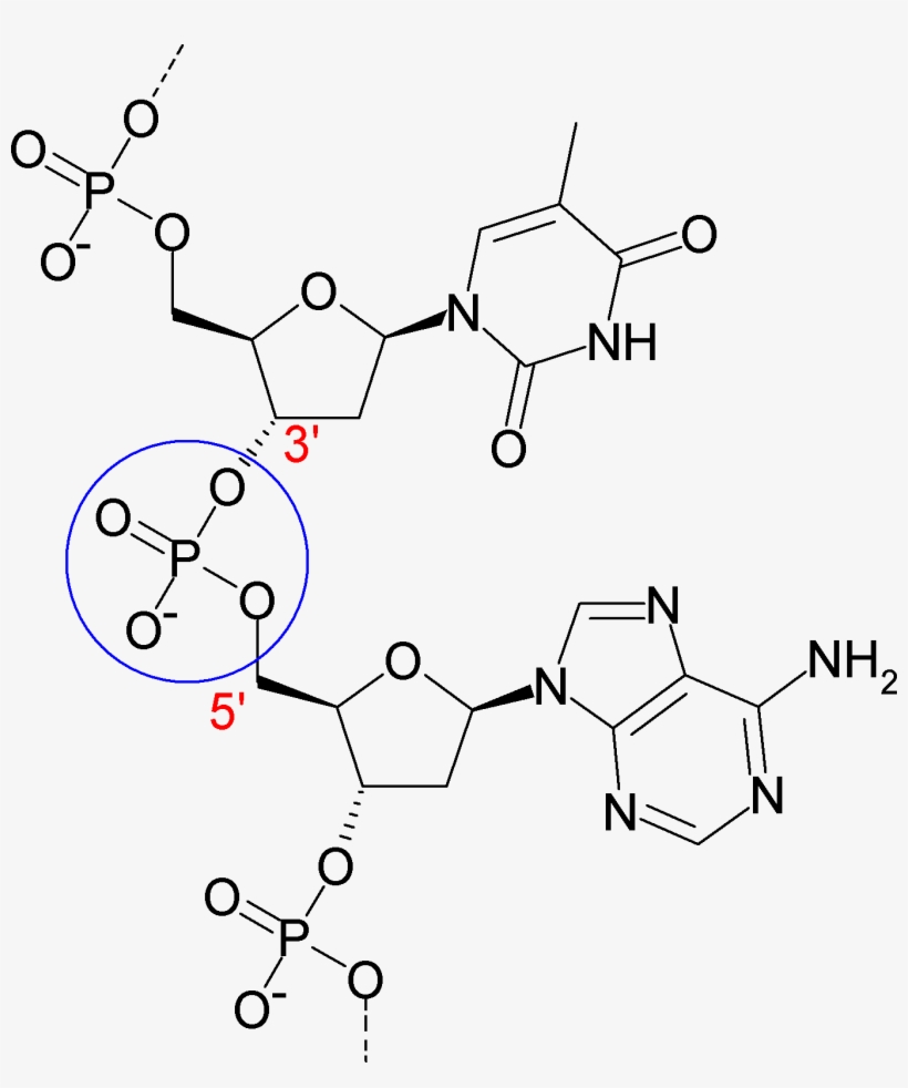 Phosphodiesterbond Of Dna - 2 Nucleotides In A Polymer, transparent png download