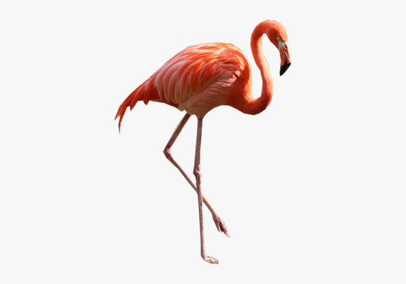 Flamingo Png, transparent png download