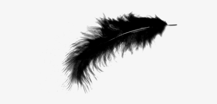 Free Png Feather Png Images Transparent - Feather Black Png, transparent png download