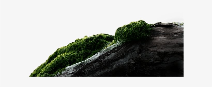 The Emerald Forest, transparent png download