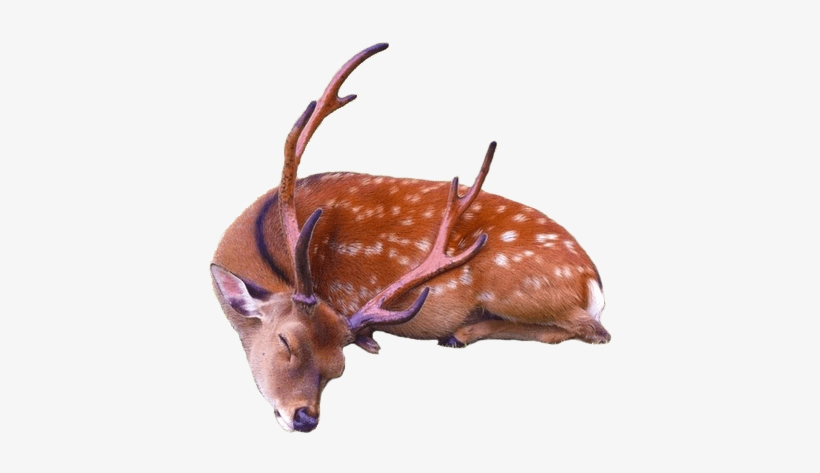 Animals - Deer - Sleeping Deer Png, transparent png download