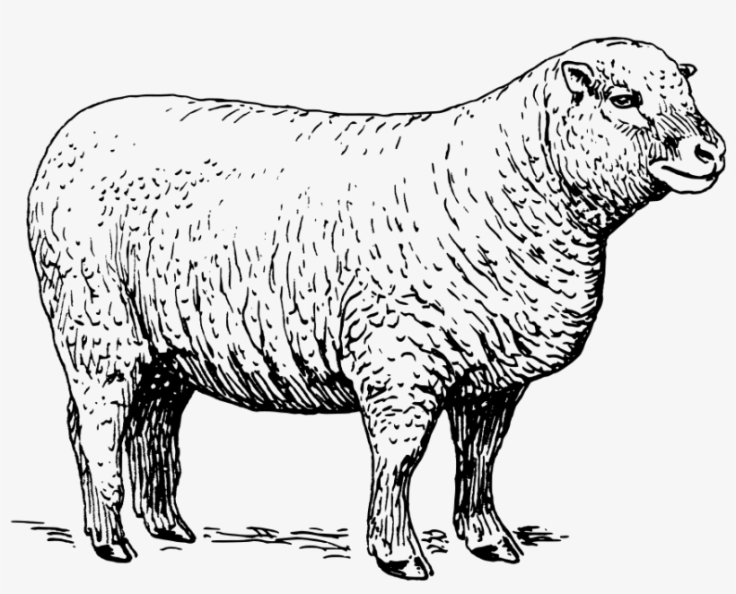 How To Set Use Sheep Clipart, transparent png download