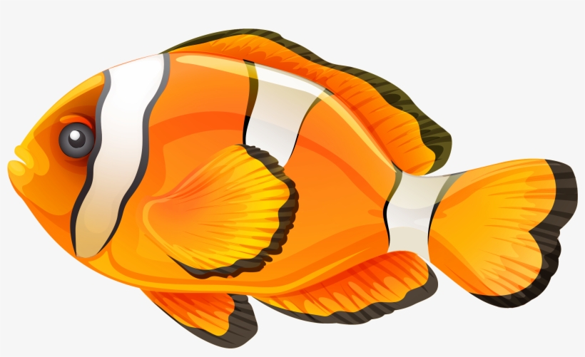 Clownfish Png Clipart - Fish Clip Art Png, transparent png download