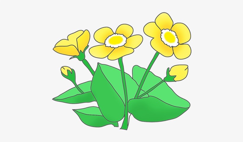 Buttercups Clipart, Orange Flowers - Flower, transparent png download