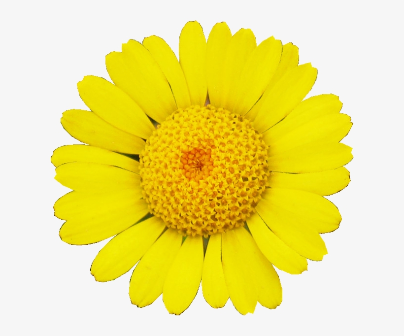 246 × 240 Pixels - Flower No Background Yellow, transparent png download