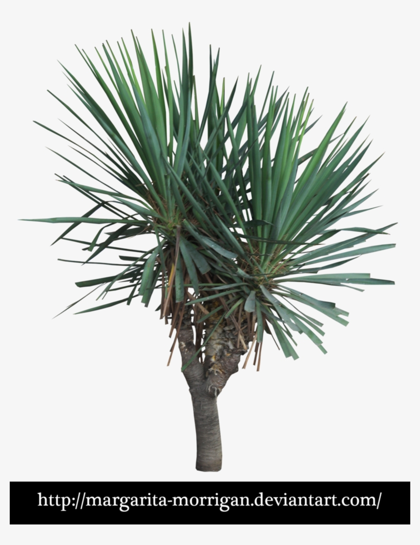 Yucca By Margarita-morrigan Margaritas, Photoshop, - Agave, transparent png download