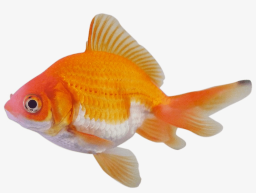 Goldfish - Peixe Kinguio Png, transparent png download