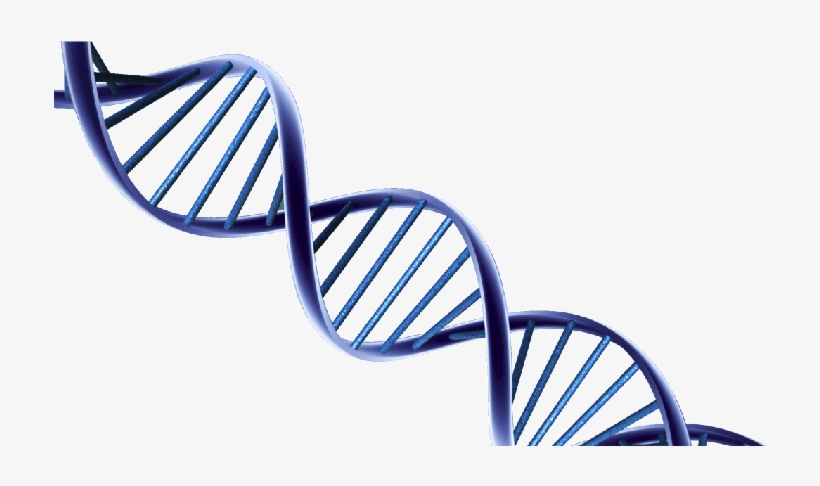 Psa Prostate Cancer Research, transparent png download