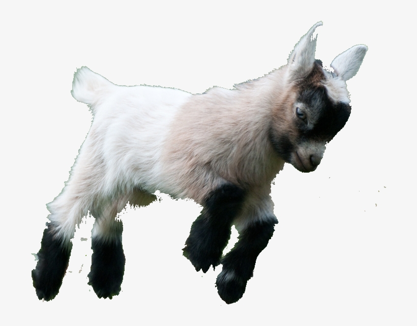 Image Result For Goat Png Transparent - Baby Goat Png, transparent png download