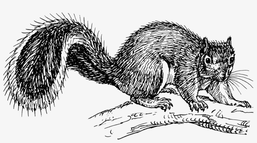 Eastern Gray Squirrel Drawing Tree Squirrel Red Squirrel - Ardilla Dibujo Blanco Y Negro, transparent png download