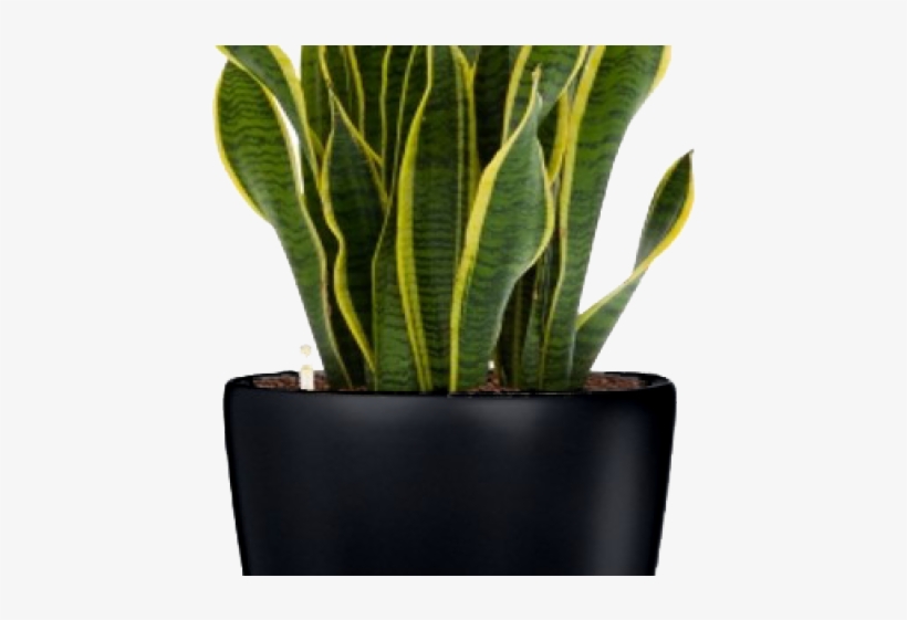 Plants Png Transparent Images - Portable Network Graphics, transparent png download