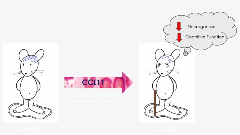 Stem Cell Exhaustion Graphical Abstract - Wikimedia Commons, transparent png download