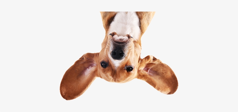 Paws A While - Essential Oils Safe Pets, transparent png download