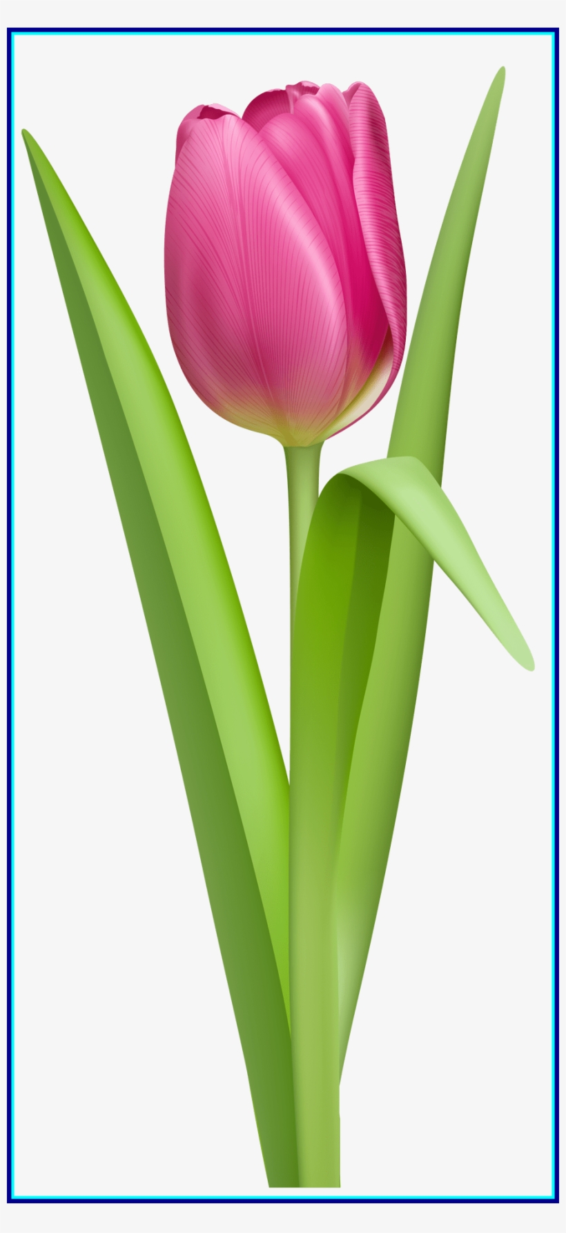 Amazing Tulip Clipart No Background Flower Pink Of - Tulipe Png, transparent png download